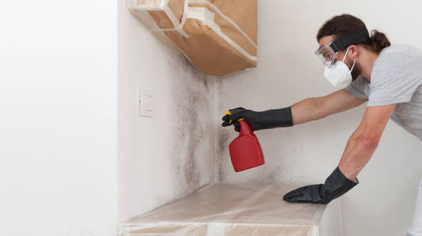 Basement Mold Remediation treatment on basement walls in Fort Myer