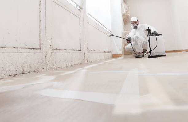 Black mold remediation team in Fort Myer